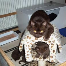 British Shorthair Sif