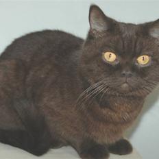 British Shorthair Sif