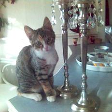 Blanding af racer Molly