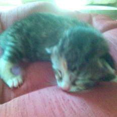 Blanding af racer Molly