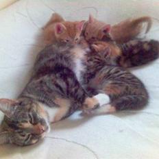 Blanding af racer Molly