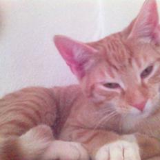 Blanding af racer Mikkel