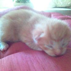 Blanding af racer Mikkel