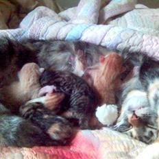 Blanding af racer Mikkel