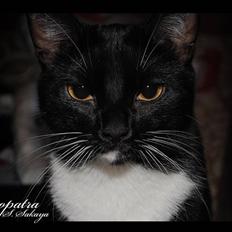 Blanding af racer 'Cleopatra