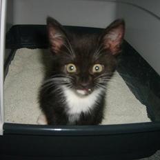 Blanding af racer 'Cleopatra