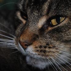 Blanding af racer Oliver