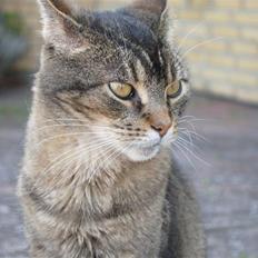 Blanding af racer Oliver