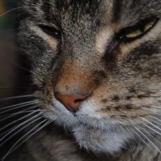 Blanding af racer Oliver