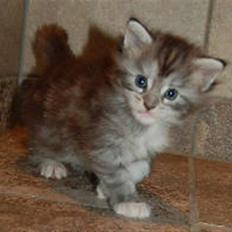 Maine Coon Happyness sky  R.I.P