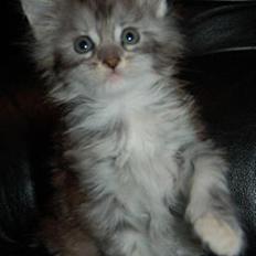 Maine Coon Happyness sky  R.I.P