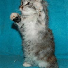 Maine Coon Happyness sky  R.I.P