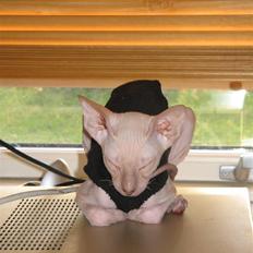 Peterbald rynke