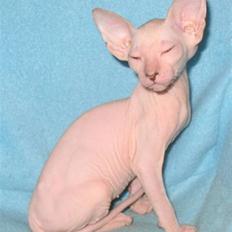 Peterbald rynke