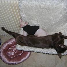 Peterbald rynke