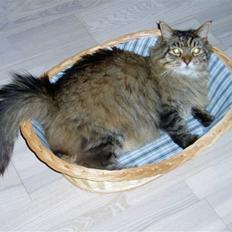 Maine Coon Charlie Brown