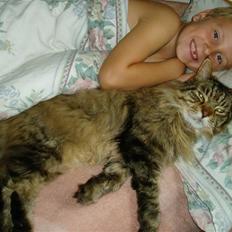 Maine Coon Charlie Brown