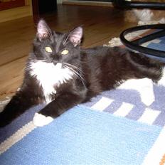 Blanding af racer Musti