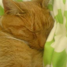 Blanding af racer Micki