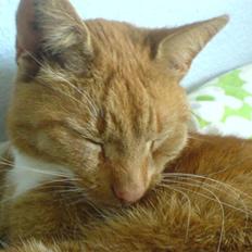 Blanding af racer Micki