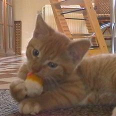 Blanding af racer Micki