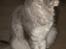 Maine Coon Simba