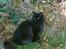Maine Coon Mia R.I.P