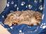 Ocicat Cassiopeia (kaldet Peia)