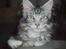 Maine Coon DK Legend Coon`s Cicerro - Hey, jeg er Cicerro, velkommen til min profil.