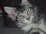 Maine Coon DK Legend Coon`s Cicerro