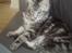 Maine Coon DK Legend Coon`s Cicerro