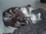 Maine Coon DK Legend Coon`s Cicerro