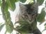 Maine Coon DK Legend Coon`s Cicerro