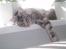 Maine Coon DK Legend Coon`s Cicerro