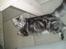Maine Coon DK Legend Coon`s Cicerro