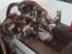 Maine Coon DK Legend Coon`s Cicerro