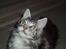 Maine Coon DK Legend Coon`s Cicerro