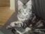 Maine Coon DK Legend Coon`s Cicerro