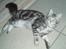 Maine Coon DK Legend Coon`s Cicerro