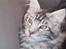 Maine Coon DK Legend Coon`s Cicerro