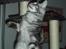 Maine Coon DK Legend Coon`s Cicerro
