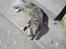 Blanding af racer Molly<'3 - Velkommen til Molly´s profil. 