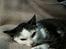 Huskat Plet - Huskat - Plet