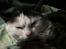 Huskat Plet - Huskat - Plet