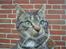 Huskat Lille-mand - Huskat - Lille-mand