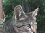 Huskat Lille-mand - Huskat - Lille-mand