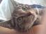 Huskat Lille-mand - Huskat - Lille-mand