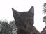 Huskat Lille-mand - Huskat - Lille-mand