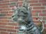 Huskat Lille-mand - Huskat - Lille-mand
