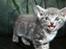 Huskat Garfield - Huskat - Garfield